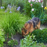 犬が地面を『ホリホリする』心理5つ　穴を掘ろうとする理由や止めさせる方法まで