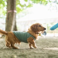 犬が散歩中に水を飲まない『4つの原因』脱水を防ぐためにはどうしたらいいの？
