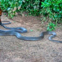 犬が遭遇すると危険な『野生動物』5選　散歩中に出くわしてしまったらどうすべき？