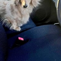 ふと『車の助手席にいた犬』見てみた結果→なぜか頭が…完全に想定外な光景が48万再生「スーパーサイヤ人で草」「飛んじゃいそうｗｗ」と爆笑