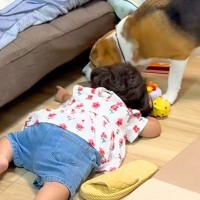 2歳の女の子が、犬に『ソファの下にあるおもちゃを取って』とお願いされた結果→言葉の壁を超えた『やり取り』に反響「素敵」「最高のコンビ」