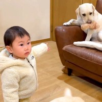1歳の女の子の『ぬいぐるみ』を奪い取った大型犬→返してくれたと思ったら…まさかの展開が23万再生「味をしめたのかな」「共謀の可能性大ｗ」
