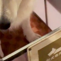 カッコいい大型犬が『ホームセンターのカートに初めて乗った』結果→見た目からは想像できない『まさかの光景』に反響「健気で可愛い」「笑った」