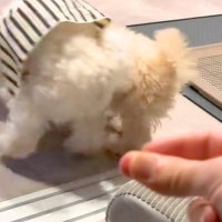 世界一スマートな『犬のケンカの止め方』が話題に　カッコよすぎる『まさかの方法』が34万再生「魔法が解けたかのようｗ」「どんなしつけｗｗ」