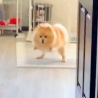 外出しようとしたら『出かけてほしくない』と犬が駄々をこね…小さな子供のような『まさかの光景』に16万いいね「予想以上で草」「地団駄ｗｗ」