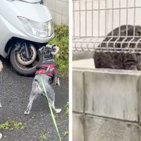 野良猫を発見した2匹の犬→みんな驚きを隠せない様子で…思わず笑う『シュールな光景』に爆笑「シンクロ率100パーセント」「静止画かとｗ」