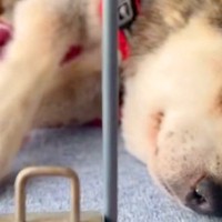 17歳の老犬が亡くなる前日、自分で立つことができない状況の中で…涙腺崩壊する『最期の行動』が49万再生「ほんま頑張った」「この子は幸せ」