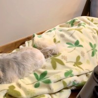 なぜか自分の寝床ではなく『パパの毛布の上』で寝る犬→移動させたら…微笑ましい攻防戦と愛おしい結末に反響「可愛すぎ」「一緒に寝たいんだ」