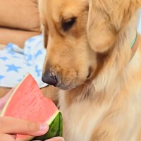 一年ぶりに『スイカ』を前にした大型犬→食べ方を忘れてしまったので、息子が教えてあげて…微笑ましい光景に反響「笑ったｗ」「久々だもんね」