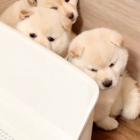 掃除機をかけたら『生後40日目の子犬たち』が怖がって…部屋のすみっこで見せた『とんでもなく尊い光景』が22万再生「超可愛い」「たまらん」