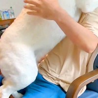 『近所の小型犬』を抱っこした結果→見ていた大型犬が嫉妬して…自分の大きさをわかっていない『愛おしい光景』に反響「甘えん坊」「子供みたい」