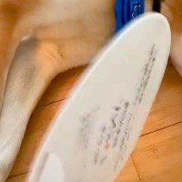 犬が暑そうにしていたので『うちわ』であおいであげた結果→気持ちよくなってきて…あまりにも『尊い表情』に反響「なんていい笑顔」「幸せだね」