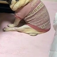 夜『寝るよー』と電気を消し、寝室に向かった結果→置いて行かれた犬が…まさかの『拗ね方』が267万再生「こっち見ないの草」「本気拗ねｗｗ」