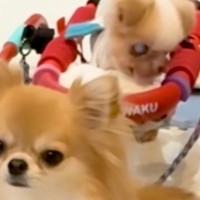 歩くことができない『おじいちゃん犬』→車椅子を使うと、4匹の犬たちが…『愛しかない光景』に涙腺崩壊「なんて優しい家族」「ずっと一緒だね」
