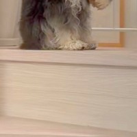 大きな雷が鳴り響いた結果→ふと『犬の方』を見たら、なぜか『猫背』になっていて…この世の終わりのような『怖がり方』が207万再生「丸くて草」
