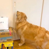 ずっと一緒にいる『2匹の大型犬』が離れ離れになった結果→『再会を喜ぶかな』と思ったら…想像と違う光景が19万再生「入れ替わりｗ」「笑った」