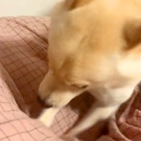 お布団ホリホリに夢中な犬→『散歩行く？』と言ってみたら…想像以上の『反応速度』が48万再生「音を置き去りにした」「2倍速かと思うレベル」