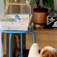 『犬とインコ』が仲良くなれるか見守っていたら…あまりにも平和な『ご対面の光景』が尊すぎると絶賛「おしりたまらん」「なんて優しい世界」