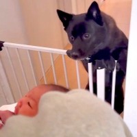 『赤ちゃん』を連れて家に帰ったら、犬が…微笑ましすぎる『はじめましてのご挨拶』が5万再生「なんて尊い…素敵」「優しいお姉ちゃんの顔だ」