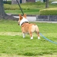 犬に『かわいい』と言いすぎた結果→『おいで』と呼んでも反応がなく…まさかの呼び方が20万再生「なんだこの可愛い生き物」「あるあるｗ」