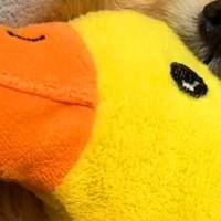 毎日ぬいぐるみを抱っこして眠る犬→丸洗いした結果…絶望してしまう光景と『乾いた後の尊い姿』が180万再生「可愛すぎる」「赤ちゃんみたい」