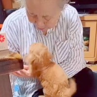 家にきて6日目の赤ちゃん犬→おばあちゃんに『あそぼ！』と甘えて…本当の孫のような『尊い光景』が34万再生「反則なコンビ」「微笑ましい」