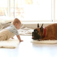 大型犬が『穏やかな性格』だと言われる理由3つ　温厚なワンコの共通点やしつけのコツまで