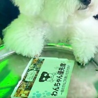 遊園地の『コーヒーカップ』に乗る犬→回り始めると…小さな子どものような『愛おしい反応』が27万再生「涙でるくらい可愛い」「素敵な思い出」
