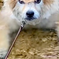 モフモフの犬が川で潜った結果→顔をあげたら、頭が…思わず二度見する『ワイルドすぎる光景』に爆笑「凛々しい顔」「カツラみたいで面白いｗ」
