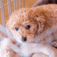犬が『ケージ』から出てこない4つの心理　狭いところにずっといるときの注意点とは？