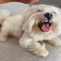 犬が『邪魔しないで』と伝えているサイン4つ　そっとしておくべきタイミングや良好な関係を保つコツまで