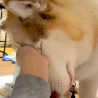 夜中、スマホを見れないほどの体調不良に→大型犬が近づいてきて…心配しているような『愛おしい光景』に5万いいね「優しくて尊い」「可愛すぎ」
