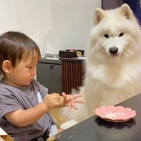 赤ちゃんが『うどん』を大型犬に食べさせようとした結果→量が少なすぎて…人間のような『反抗的な態度』22万再生「可愛いｗ」「ほっこりした」