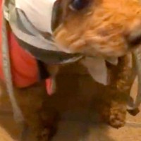 雨の日、犬の頭が濡れてしまうので『人間のマスク』を被せた結果→思った以上に『似合っている光景』が10万再生「腑に落ちてないｗ」「笑った」