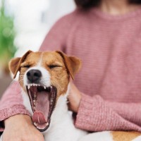 犬の『危険なあくび』5選　病気かどうかを判断する方法や仕草に隠された意味とは？