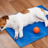 『夏場に犬を留守番』絶対NG行為5選　外出前に必ず確認すべきことや正しい対策まで