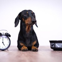 犬に『ご飯を与える時間』何時がベストなの？理想的なタイミングや年齢別の注意点まで