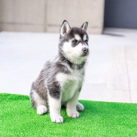 『暑さに弱い』犬種5選　夏バテしやすいワンコの特徴や酷暑を乗り切る方法まで