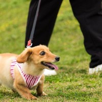 『長時間の散歩がNGな犬』の特徴4選　運動のしすぎによるリスクや適切な歩行時間まで