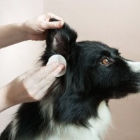 犬の『耳掃除』どうすればいい？飼い主がお手入れするときのタブー行為まで