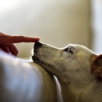 犬が『鼻を鳴らす』のはなぜ？5つの理由や治療が必要な危険な症状まで解説