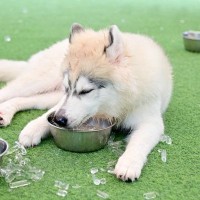 犬に『氷』を与えても大丈夫なの？執拗に欲しがる場合の適切な対応や注意点まで解説