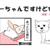 ちーちゃんですけどもっ【第369話】「ちーちゃんと」