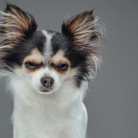 犬が『絶対イヤだ』と思っているサイン５選　愛犬が拒絶してきたときの適切な対応とは？