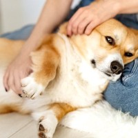 犬が『触られたくない』体の部位5選　嫌がっているときにみせるサインやスキンシップの注意点まで