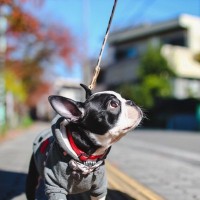 犬が『散歩に行きたくない』と言っているサイン5つ　なぜ嫌がるの？外に慣れさせるコツまで