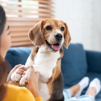 犬に伝わらない『愛情表現』5選　飼い主が良かれと思ってやりがちな意味のない行動とは？