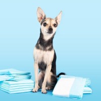 犬の『ペットシーツ』活用方法6選　意外と知られていない暮らしの中で役立つアイデアとは？