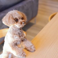 犬におすすめな『ご褒美のあげ方』5つ　しつけに役立つ与え方や一日の適正量まで