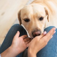 犬が『久しぶりに再会した人』にみせる態度5つ　どんな反応をするの？注意すべき行動まで